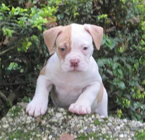 amerikaanse bulldog pup